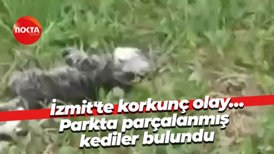 İzmit'te korkunç olay… Parkta parçalanmış kediler bulundu