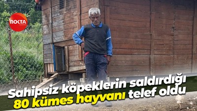 Sahipsiz köpeklerin saldırdığı 80 kümes hayvanı telef oldu