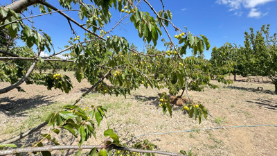 Soğuk hava kirazı vurdu! "Ağaçlar boş kaldı"