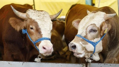 Gazze Kurbanlık Bağış 2025 Fiyatları | Kızılay'ın Gazze Kurbanlık Bağış Fiyatı Ne Kadar?