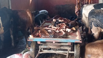 Adana'da 2,5 ton at eti ele geçirildi
