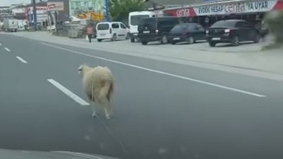 Kaçak kurbanlık koyun trafiği birbirine kattı