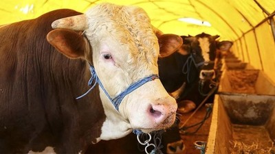 KURBAN DUASI ARAPÇA-TÜRKÇE OKUNUŞU | Kurban Keserken Okunacak Dua