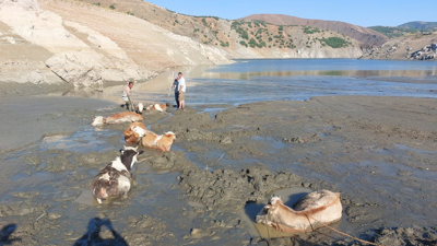 Kahramanmaraş’ta inekler bataklığa saplandı!