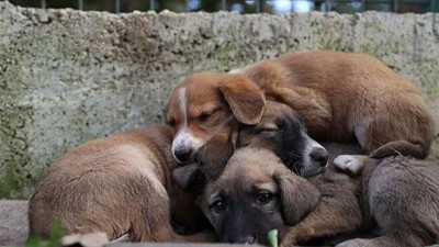 5 hayvan yardım derneğinden 25 milyon liralık vurgun