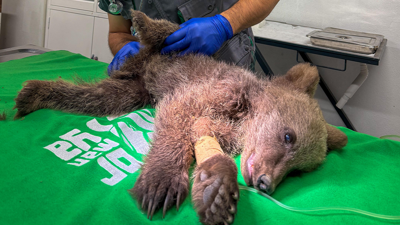 Sakarya'da bulundu, Ormanya'da tedavi altına alındı!