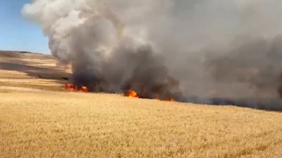Çıkan yangında 3 bin dekar buğday tarlası zarar gördü