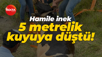 Kocaeli'de hamile inek 5 metrelik kuyuya düştü!