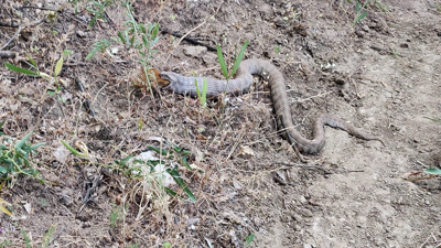 Koca engerek, sincabı yuttu