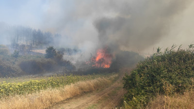 Tekirdağ'da orman yangını!