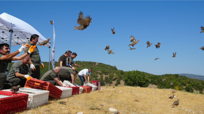 Kenelere karşı mücadele sürüyor: 1 milyona yakın keklik doğaya salındı