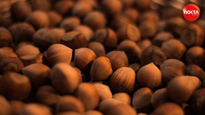 2 Eylül 2025 fındık fiyatları | Fındık bugün kaç TL?