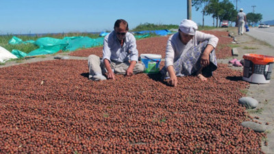 Fındık fiyatlarında son durum ne? İşte 19 Ağustos fındık fiyatları