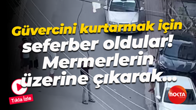 Güvercini kurtarmak için seferber oldular! Mermerlerin üzerine çıkarak...