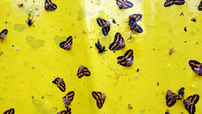 Vampir Kelebek Nedir? Vampir Kelebek Nasıl Yok Edilir? Vampir Kelebek İnsanlara Zarar Verir Mi?