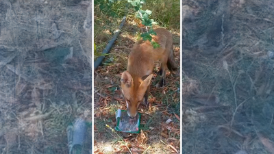 Yürek ısıtan görüntüler... Susuz kalan tilkiye su ikram etti