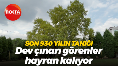 Son 930 yılın tanığı... Dev çınarı görenler hayran kalıyor