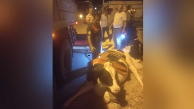 Sulama kanalına düşen ineğin yardımına itfaye ekipleri yetişti