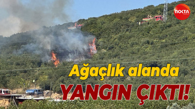 Kocaeli'de ağaçlık alanda yangın çıktı!