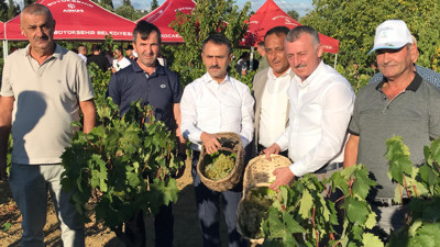 Tahir Büyükakın üzüm hasadına katıldı
