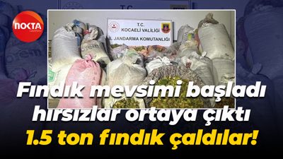 Fındık mevsimi başladı, hırsızlar ortaya çıktı; 1.5 ton fındık çaldılar!