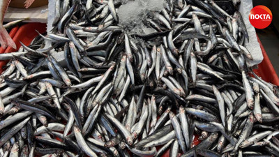 Sezon açıldı, tezgahlarda hamsi ve istavrit bolluğu