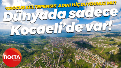 'Crocus Keltepensis' adını hiç duydunuz mu? Dünyada sadece Kocaeli’de var!