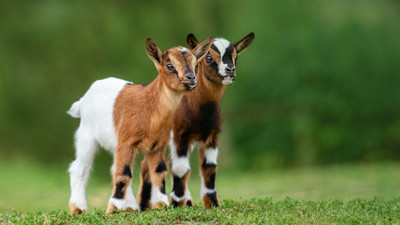 Oğlak Neyin Yavrusu? Oğlak Hangi Hayvanın Yavrusudur?