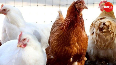 Tavuk eti üretimi arttı