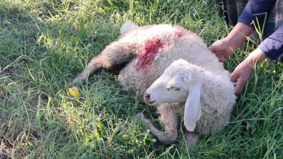 Sorun giderek büyüyor! Köpekler kuzuları telef etti