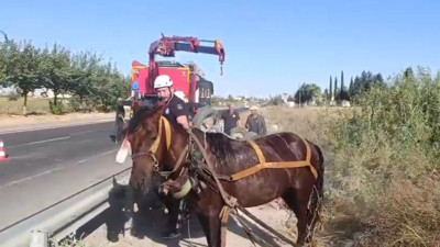 Tahliye kanalına düşen at için ekipler seferber oldu!
