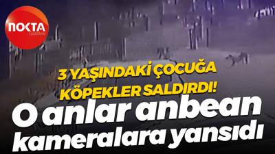 3 yaşındaki çocuğa köpekler saldırdı! O anlar anbean kameralara yansıdı