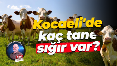 Kocaeli'de kaç tane sığır var?