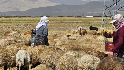 Şap hastalığı kontrol altına alındı