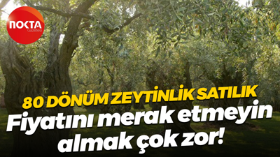 Kocaeli’de 80 dönümlük zeytinlik satılacak! İşte yeri ve fiyatı