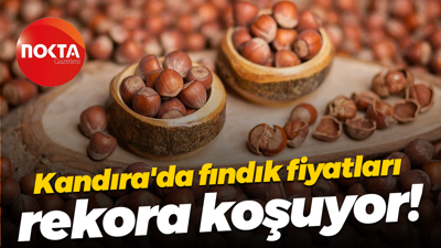 Kandıra'da fındık fiyatları 350 TL'ye doğru koşuyor