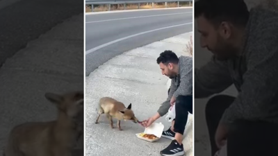 Uludağ yolunda sıra dışı karşılaşma
