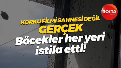 Korku filmi sahnesi değil, gerçek! Böcekler heryeri istila etti
