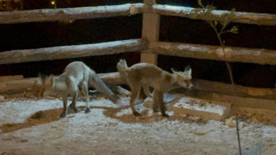 Vatandaş bahçesine giren tilkileri elleriyle besliyor