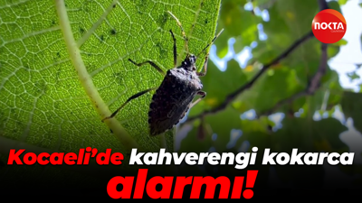 Kocaeli’de kahverengi kokarca alarmı!
