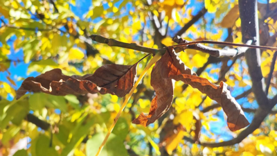 Adana’ya sonbahar geldi: kartpostallık manzaralar oluştu
