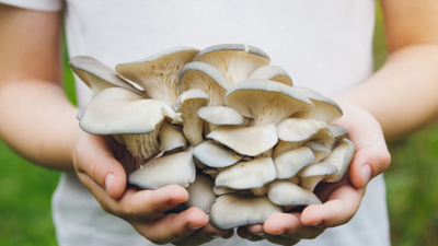 Yağmurla birlikte mantar sezonu da açıldı