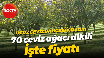 Kocaeli’de icrada bu kez ceviz bahçesi var! Üstelik kelepir fiyatla