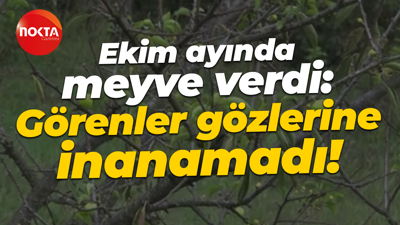Kocaeli'de şaşırtan olay: Bu mevsimde ilk defa böyle bir şey gördüm