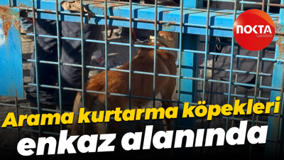 Arama kurtarma köpekleri enkaz alanında