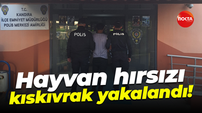 Hayvan hırsızı kıskıvrak yakalandı!