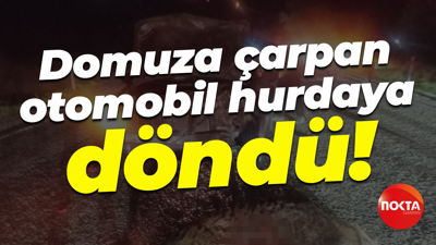 Domuza çarpan otomobil hurdaya döndü!