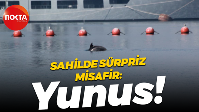 Gölcük sahile sürpriz misafir: Yunus!