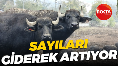 Hedef: Anadolu Mandası'nın ıslahı... Kocaeli'deki manda sayısı artıyor