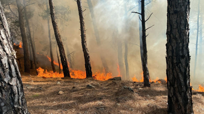 Muğla'da orman yangını!